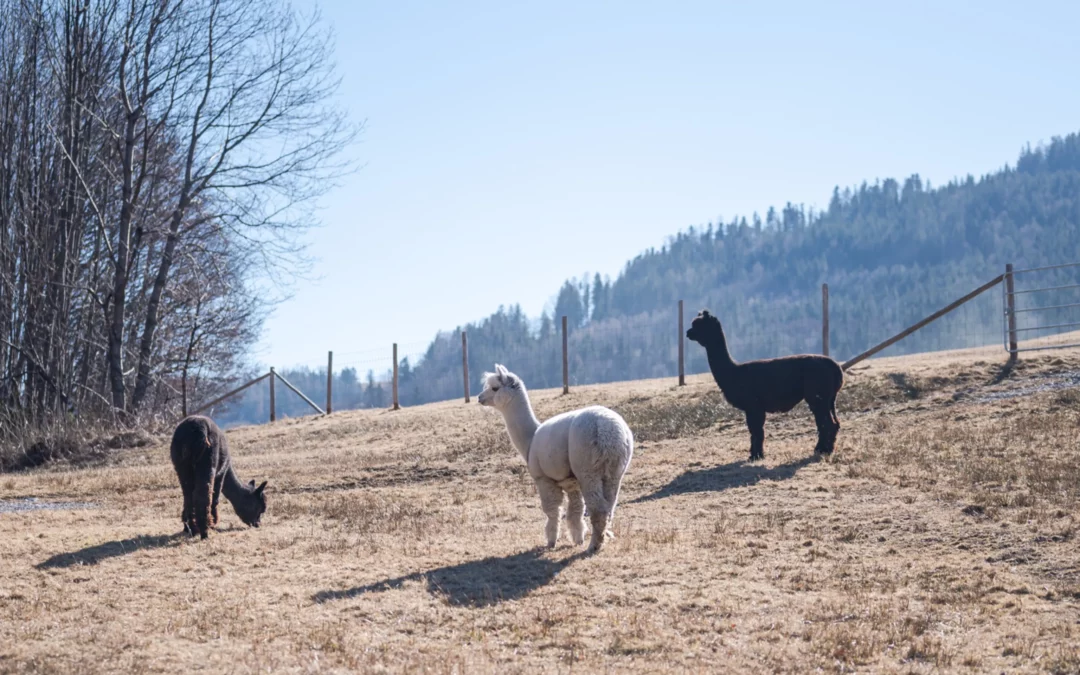 Neujahrs-Retreat 2026 in Reichenau