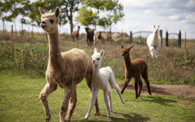 Juli-Retreat in Reichenau