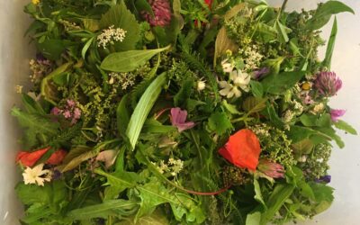 Erkundungen: Wildpflanzen im April